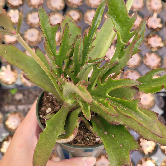 Kalanchoe synsepala var. Dissecta 'Walking Kalanchoe' in pot.