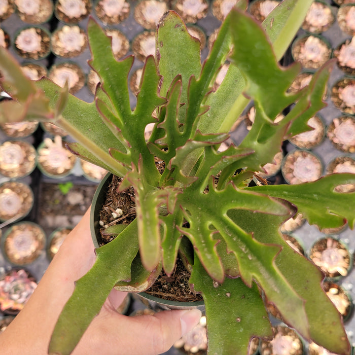 Kalanchoe synsepala var. Dissecta held over succulent tray.