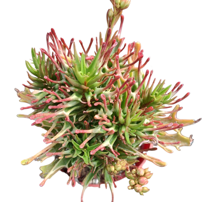 Kalanchoe 'Tarantula' potted succulent with red-tipped green stems.