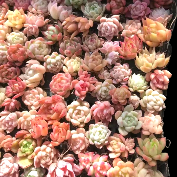 Korean Assorted Mini Succulent Set, pastel rosette succulents in grid.