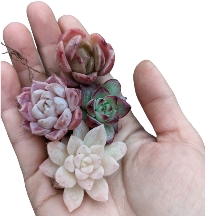 Korean Assorted Mini Succulent Set held in hand.