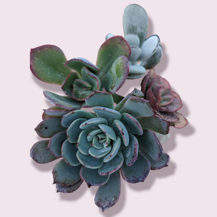 Korean Assorted Succulent Cutting Set, featuring rosette-forming Echeveria.
