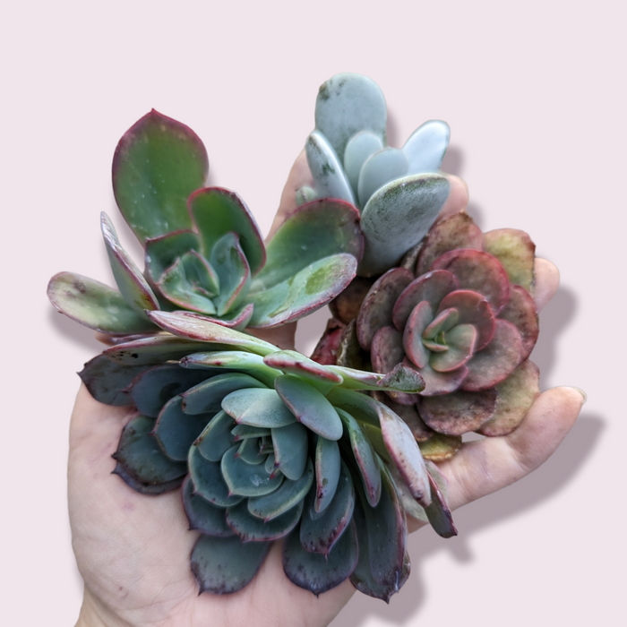 Korean Assorted Succulent Cutting Set in hand.