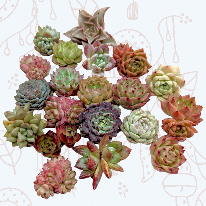 Korean Assorted Succulent Set, featuring diverse rosette succulents.