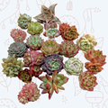 Korean Assorted Succulent Set, featuring diverse rosette succulents.