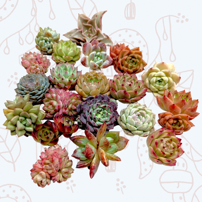 Korean Assorted Succulent Set with Echeveria-style rosettes.