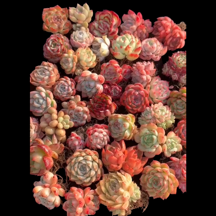 Korean Assorted Succulent Set from Succulents Depot, showcasing diverse rosettes.