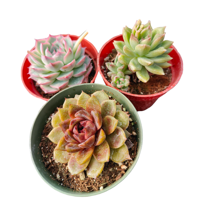 Korean Succulent Trio (Melody) viewed from above.