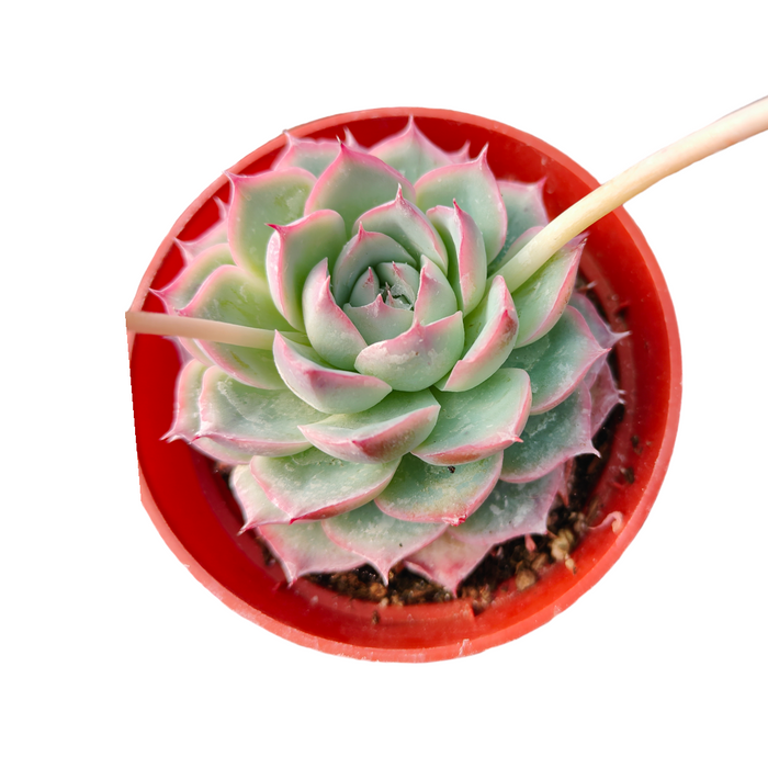 Korean Succulent Trio (Melody) in red pot, pale green leaves.