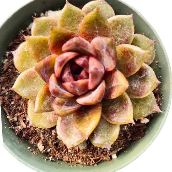 Korean Succulent Trio (Melody) in green pot, top-down view.