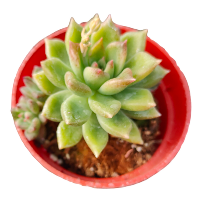 Korean Succulent Trio (Melody) in red pot, white background.