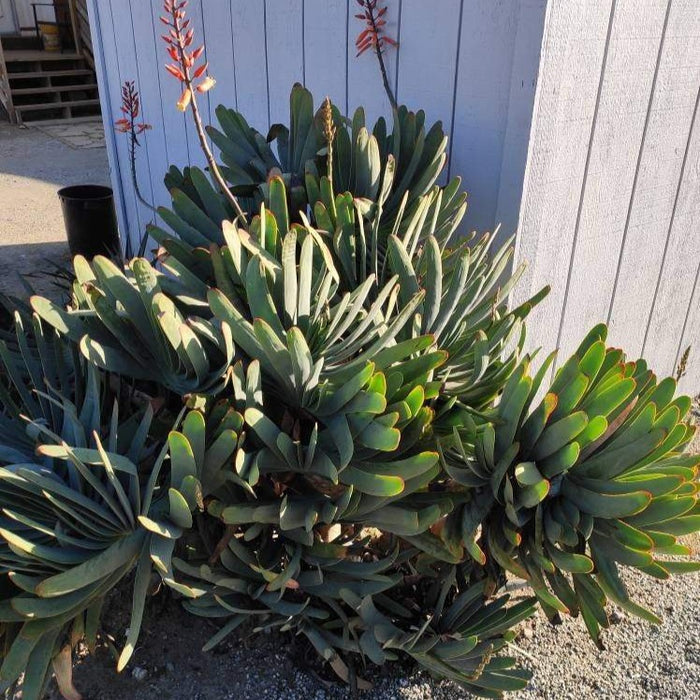 Kumara plicatilis 'Fan Aloe' with orange-red flowers.