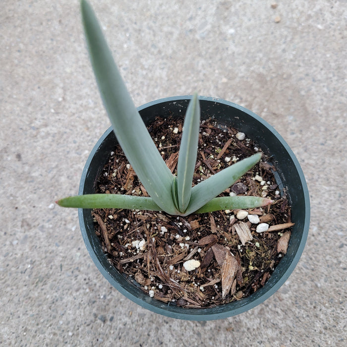 Kumara plicatilis 'Fan Aloe' in nursery container.