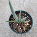 Kumara plicatilis 'Fan Aloe' in nursery container.