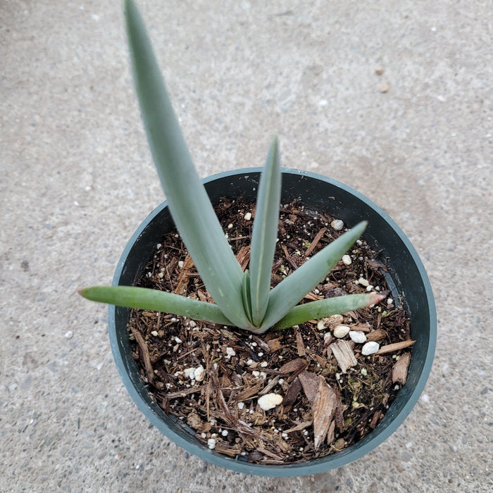 Kumara plicatilis 'Fan Aloe' in pot with soil.