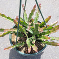 Lepismium cruciforme Hurricane Cactus in hanging basket, showing zig-zag stems.