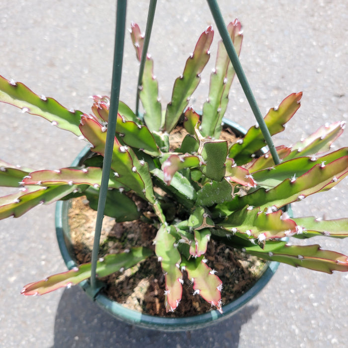 Lepismium cruciforme Hurricane Cactus in hanging basket, showing zig-zag stems.