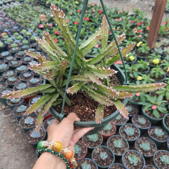 Lepismium cruciforme Hurricane Cactus in hanging basket.