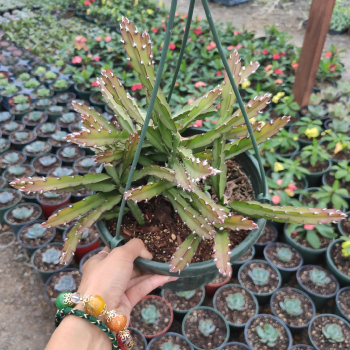 Lepismium cruciforme Hurricane Cactus in a hanging basket.
