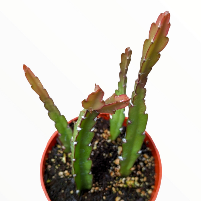Lepismium cruciforme Hurricane Cactus cutting with jointed stem segments.