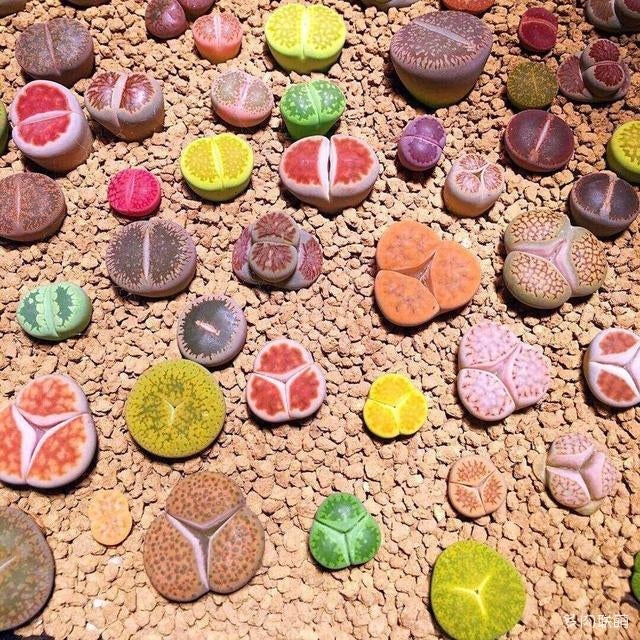 Lithops Seeds Mix: pebble-like succulents on gravel substrate.