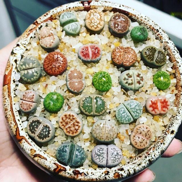 Lithops Seeds Mix in a ceramic pot with various living stones.