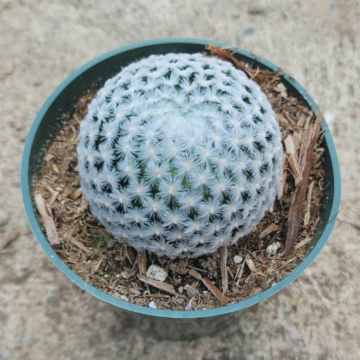 Mammillaria duwei cactus with white starburst spines in nursery pot.