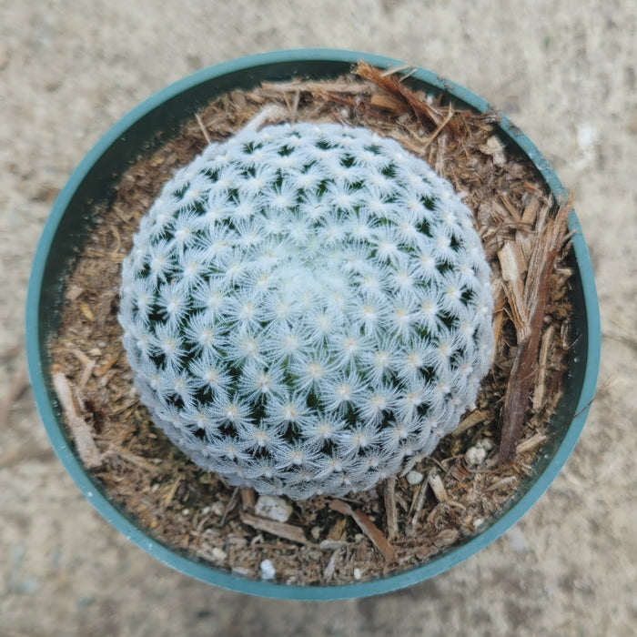 Mammillaria duwei cactus in a nursery pot.