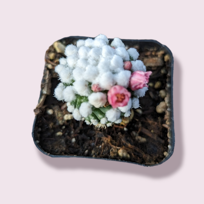 Mammillaria gracilis cv. oruga in square pot with blooms.