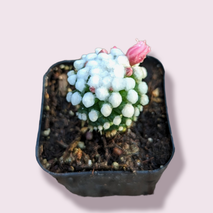 Mammillaria gracilis cv. oruga cactus with budding pink flower.