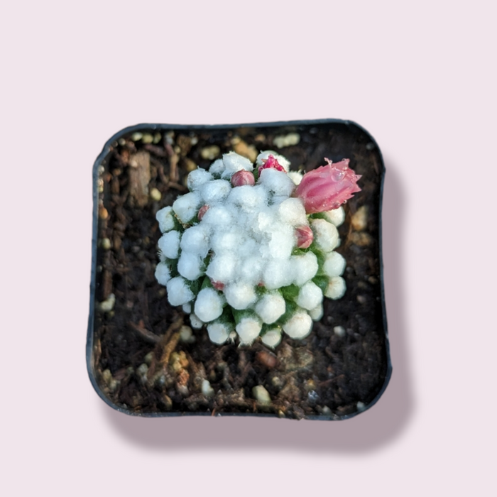 Mammillaria gracilis cv. oruga in square pot, pink bud visible.