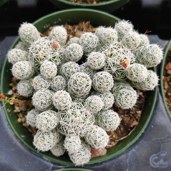Mammillaria Gracilis Fragilis Cactus with budding flower clusters.