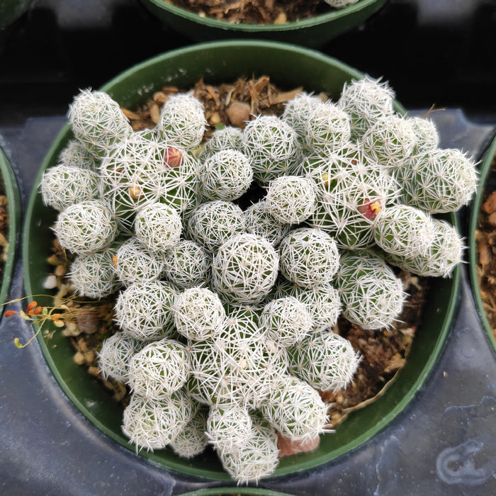 Mammillaria Gracilis Fragilis Cactus with white spines in nursery pot.