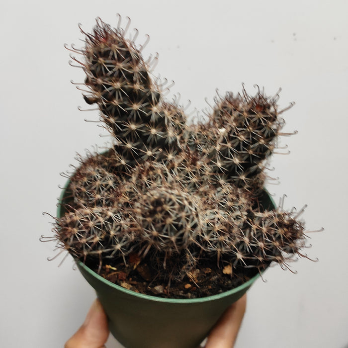 Mammillaria Mazatlanensis Cactus in green nursery pot.