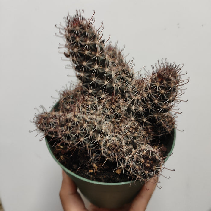 Mammillaria Mazatlanensis Cactus in a small green pot.