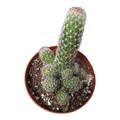 Mammillaria sphacelata ssp. viperina in terracotta pot.