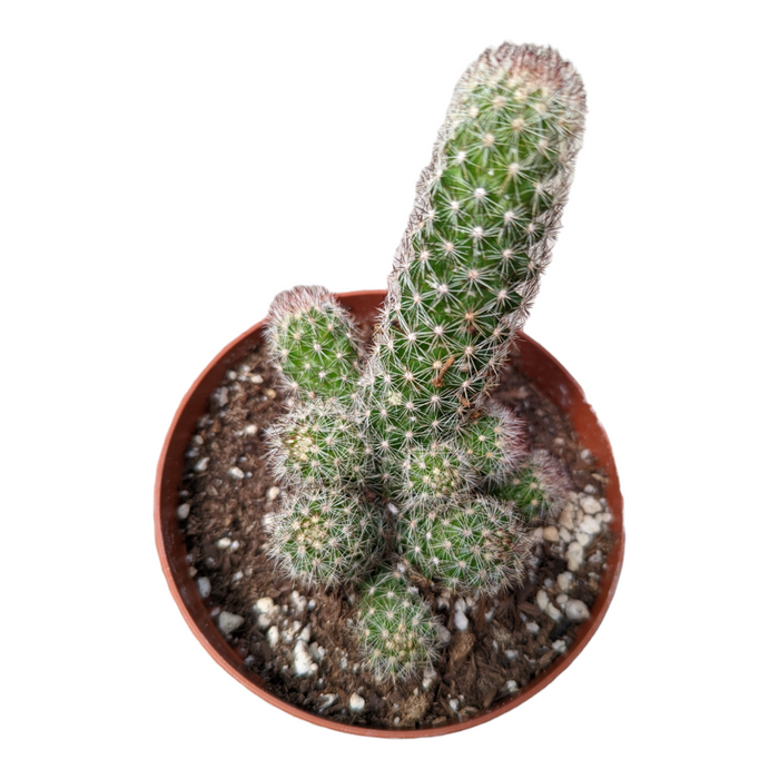 Mammillaria sphacelata ssp. viperina in small reddish-brown pot.