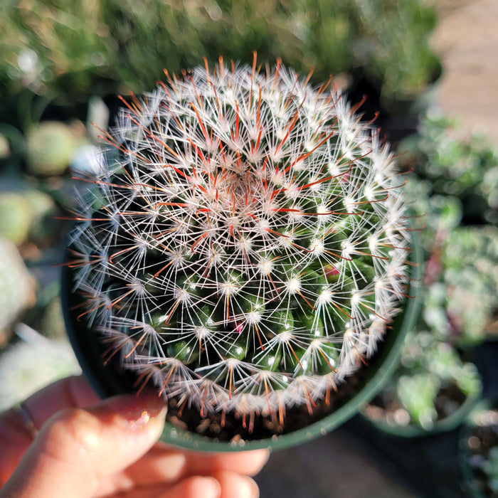 Mammillaria zeilmanniana 'Rose Pincushion Cactus' in nursery pot.