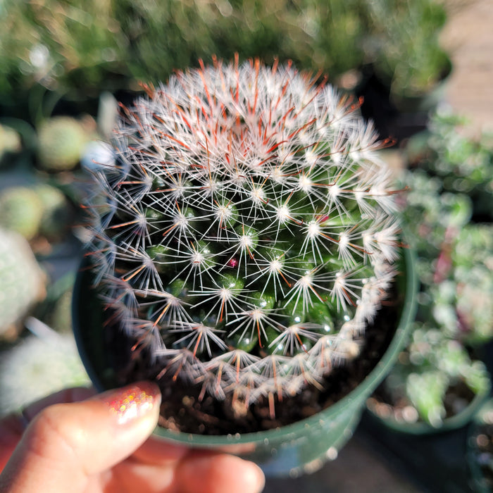 Mammillaria zeilmanniana 'Rose Pincushion Cactus' in green pot.
