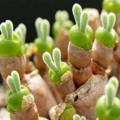 Monilaria obconica 'Bunny Succulent' with fuzzy, ear-shaped leaves.