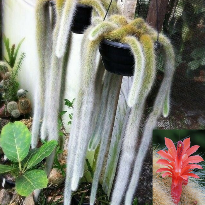 Monkey Tail Cactus with trailing stems and bright blossoms.