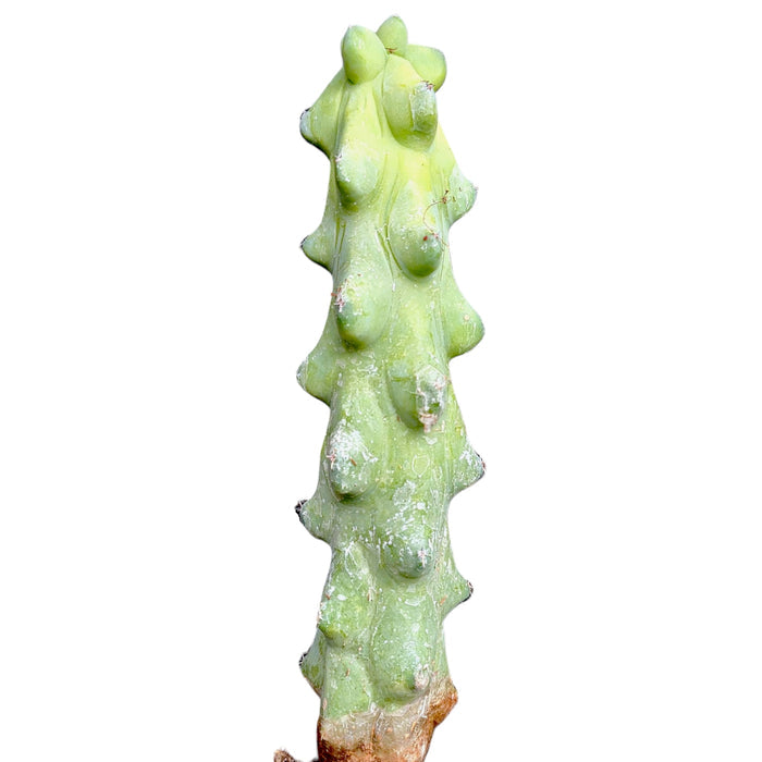 Myrtillocactus Geometrizans Boobie Cactus stem cutting close-up.