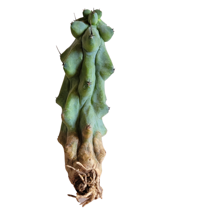 Myrtillocactus Geometrizans Boobie Cactus bare-root cutting.