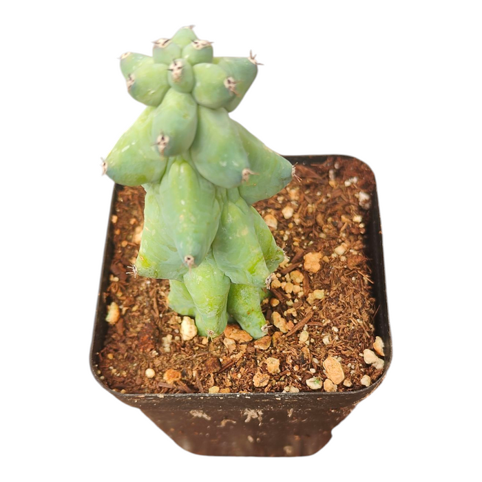 Myrtillocactus Geometrizans Boobie Cactus in nursery pot.