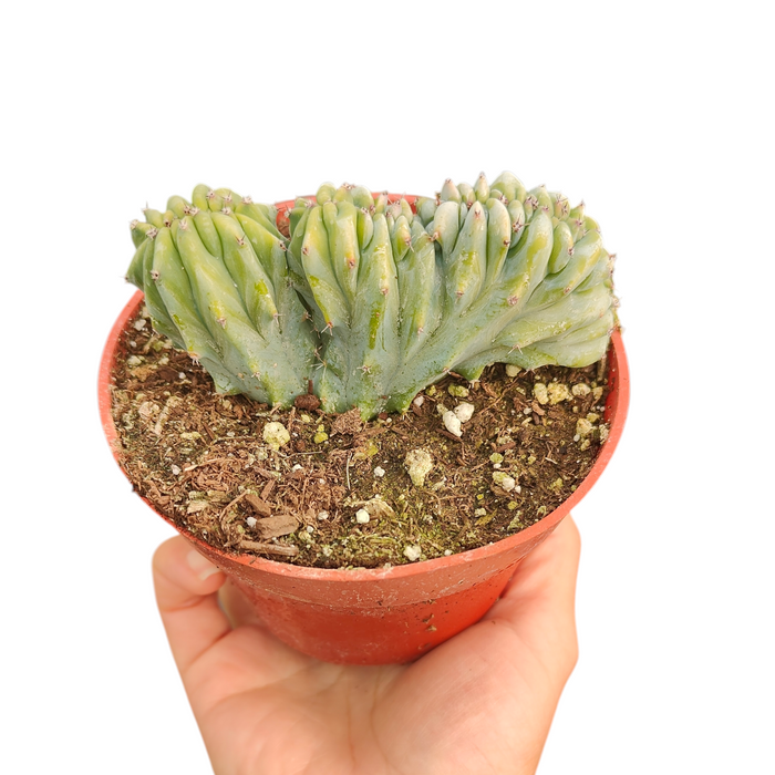 Myrtillocactus geometrizans cristata in hand-held nursery pot.