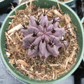 Neoporteria Jussieui Cactus, purple-gray, spiny, in nursery pot.