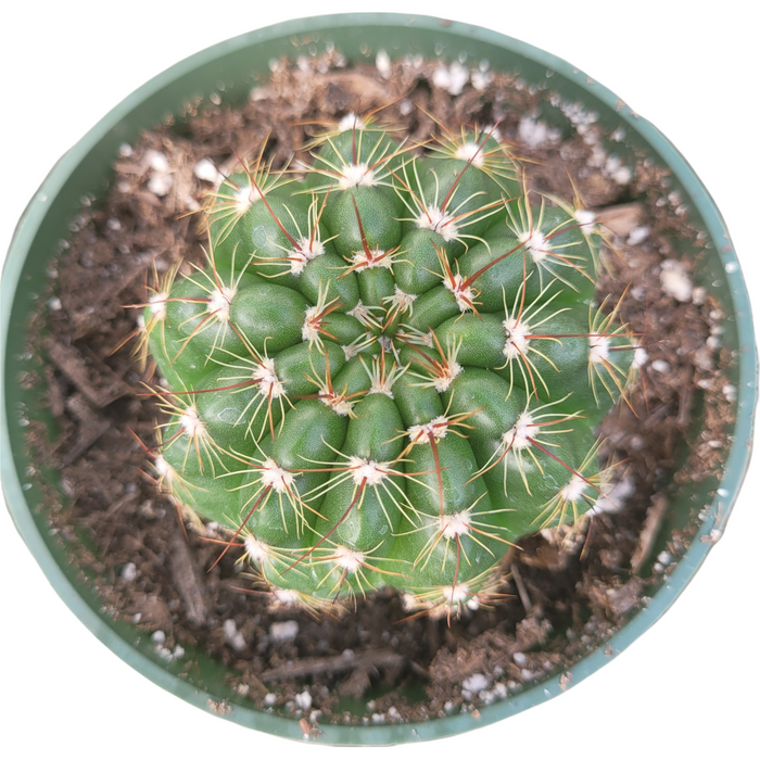Notocactus ottonis 'Indian Head' in small pot with soil.