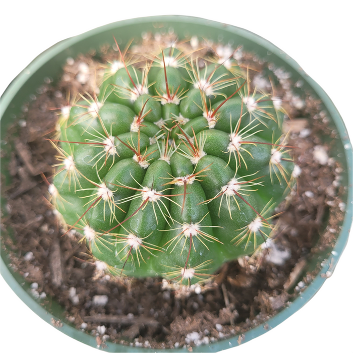 Notocactus ottonis 'Indian Head' cactus with spines in a pot.