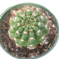 Notocactus ottonis 'Indian Head' cactus with spines in a pot.