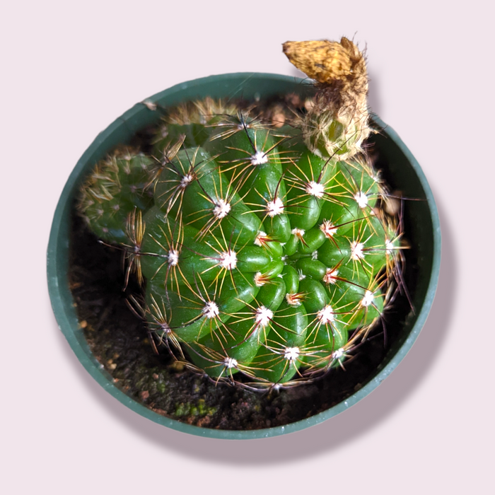 Notocactus parodia militaris in pot with spines and dried flower.